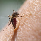 Dengue